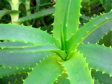 aloe-vera