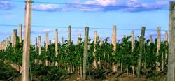 turismo-rural-en-uruguay-tres-opciones-para-este-otono