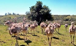 turismo-rural-en-uruguay-tres-opciones-para-este-otono