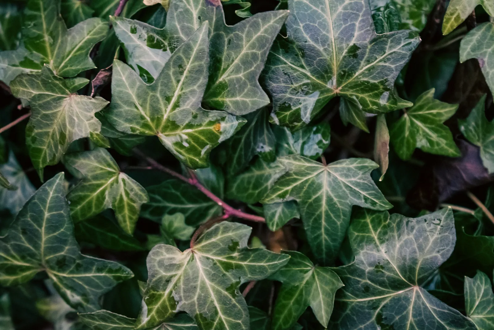 Hojas verdes de hiedra creciendo juntas